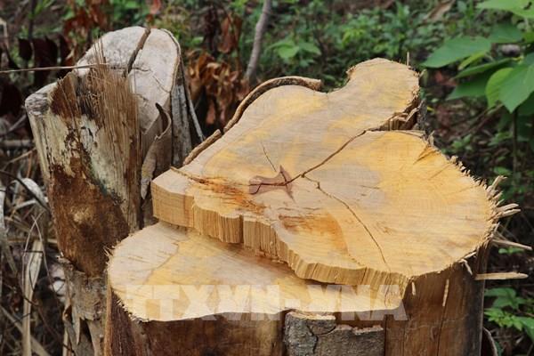 Vụ phá rừng đầu nguồn sông Trà Bương: Phú Yên khởi tố hai bị can về tội hủy hoại rừng