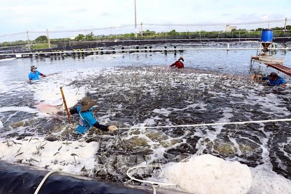 Phát huy lợi thế, đưa nuôi trồng thủy sản lên bước tiến mới