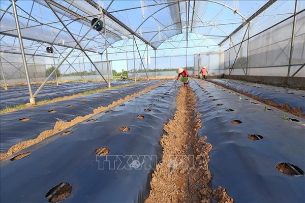 Lâm Đồng tháo dỡ 227 ha nhà kính, nhà lưới xây dựng trái phép trước ngày 30/9