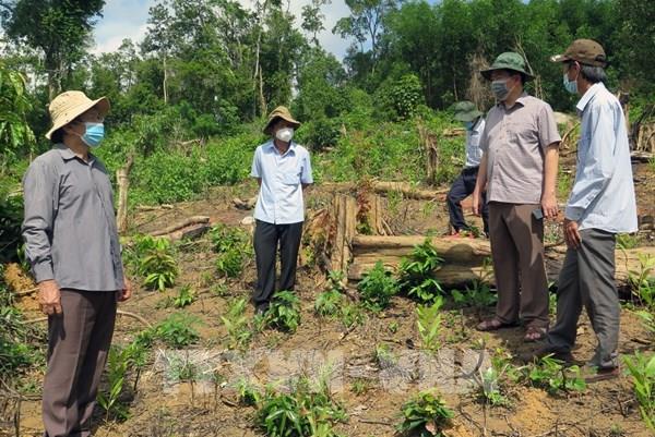 Phản hồi thông tin của TTXVN: Tỉnh Phú Yên chỉ đạo điều tra các vụ phá rừng