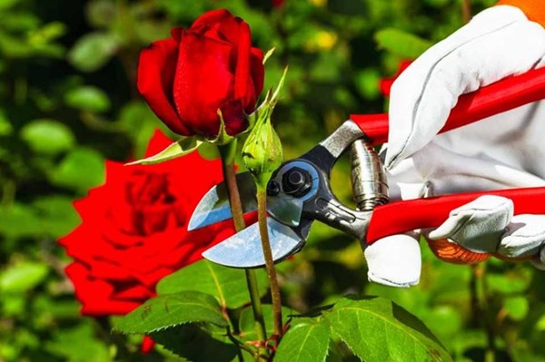Một số lưu ý khi cắt tỉa cho cây hoa hồng