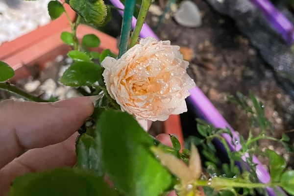 Các mẹo tưới nước cho cây hoa hồng hiệu quả nhất