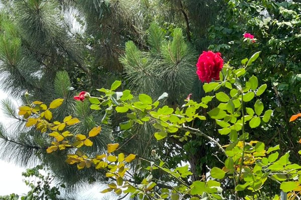 Những kỹ thuật chăm sóc cây hoa hồng mà người trồng cần biết
