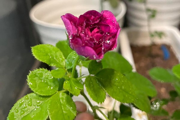 Các bước trồng cây hoa hồng cho người mới bắt đầu