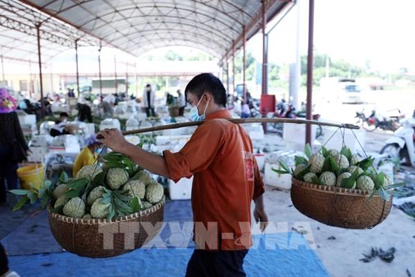 Lạng Sơn: Huyện Chi Lăng tiêu thụ 300 tấn na/ngày