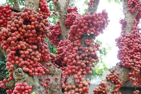 Trái đỏ - đặc sản trên cao nguyên Vân Hòa (Phú Yên)