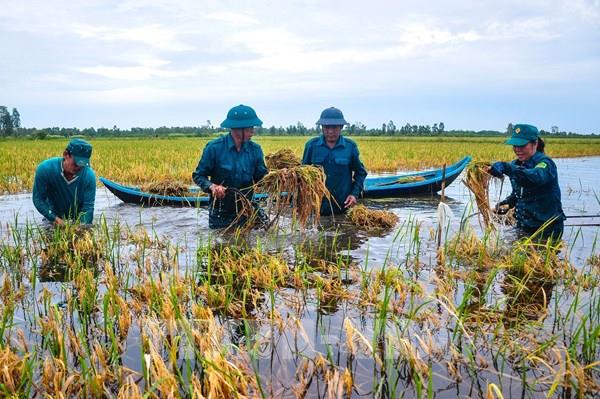Cà Mau chuẩn bị lò sấy lúa công suất lớn để bảo quản lúa Hè Thu