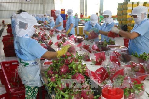 Thanh long Hải Dương đã có giấy thông hành vào Australia