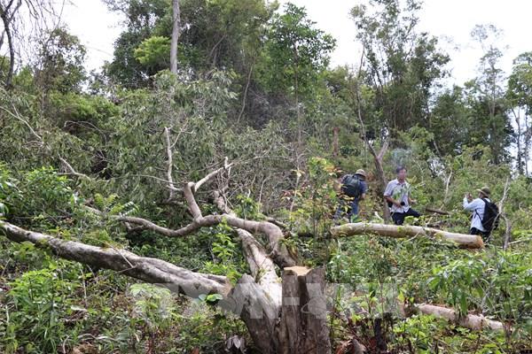 Khởi tố lãnh đạo và nhân viên Ban Quản lý rừng phòng hộ Sơn Hòa, Phú Yên