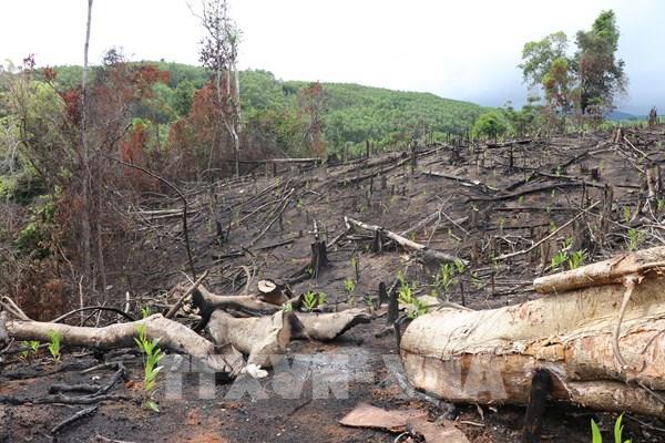 Phản hồi thông tin của TTXVN: Phú Yên lập tổ công tác xử lý việc phá rừng ở Sơn Hòa