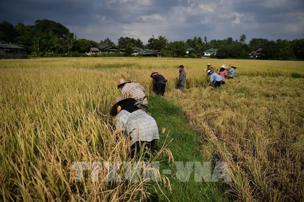 Dự trữ gạo thế giới 2 năm tới sẽ giảm sút?