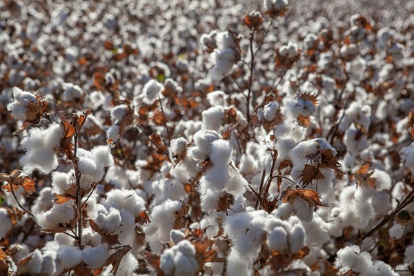 Giá nông sản hôm nay 7/9