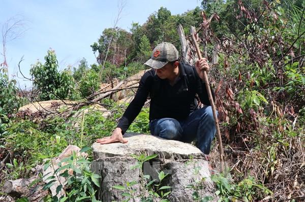 Quảng Ngãi chỉ đạo kiểm tra, xử lý vụ phá rừng phòng hộ đầu nguồn