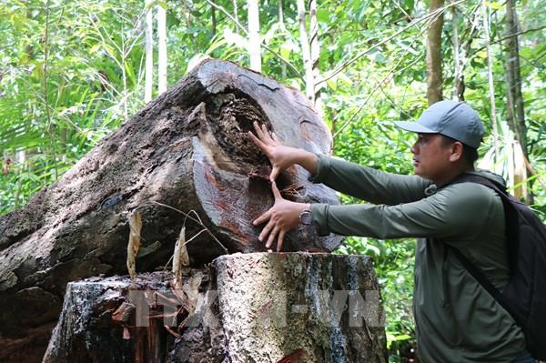 Quảng Ngãi: Rừng phòng hộ ở Đức Phổ liên tục bị chặt phá