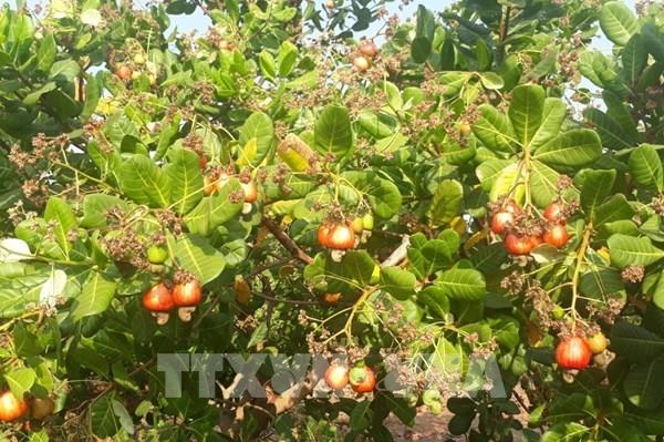 Thị trường Thổ Nhĩ Kỳ chuộng các sản phẩm nông sản Việt Nam