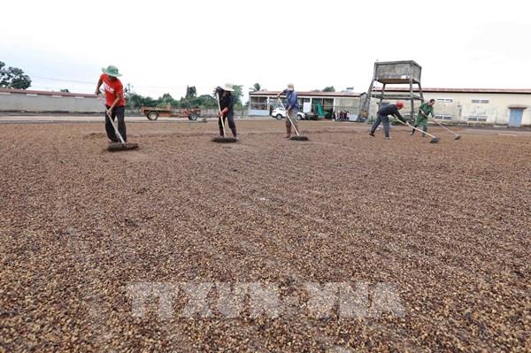 Việt Nam là thị trường cung cấp cà phê lớn nhất cho Nga