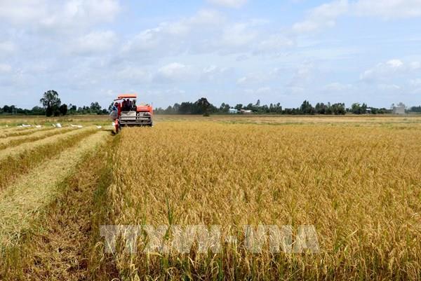 Gia Lua Gạo Hom Nay 17 9 Gạo Nguyen Liệu Va Thanh Phẩm Tăng Nhẹ Gia Lua Gạo Hom Nay 17 9 Gạo Nguyen Liệu Va Thanh Phẩm Tăng Nhẹ