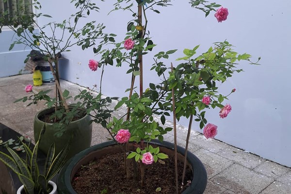 Khi nào nên sử dụng bã cà phê làm phân bón cho hoa hồng?