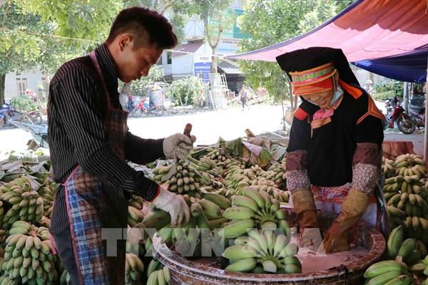Tín hiệu vui trong tiêu thụ sản phẩm chuối ở Lai Châu