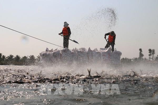 Áp lực nuôi cá tra khi giá xuống thấp