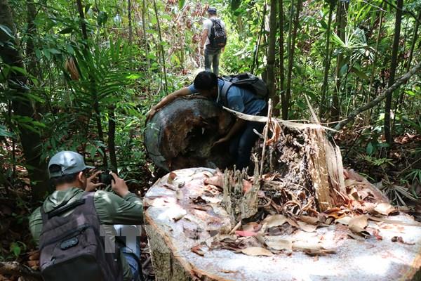 UBND tỉnh Quảng Ngãi phản hồi thông tin của TTXVN về vụ phá rừng phòng hộ Phổ Phong