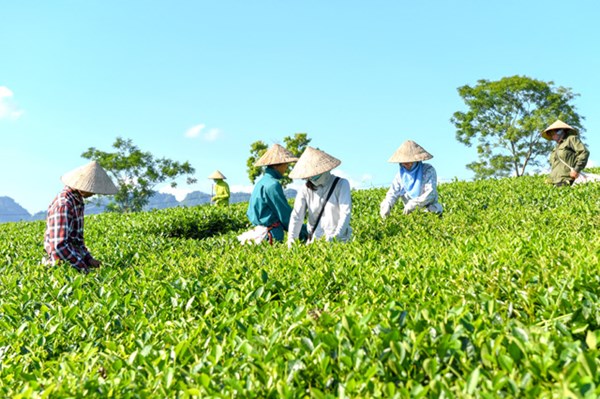 Giải thể dứt điểm các hợp tác xã không còn hoạt động trong giai đoạn 2021-2023