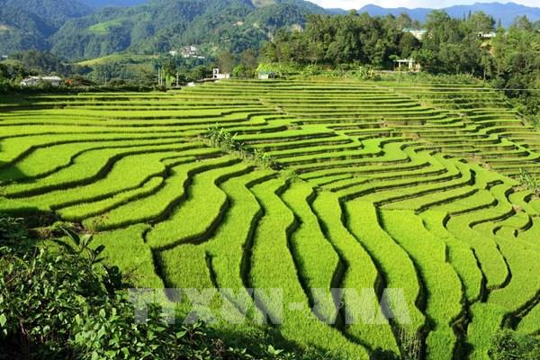 Vẻ đẹp ruộng bậc thang tại xã biên giới Sì Lở Lầu