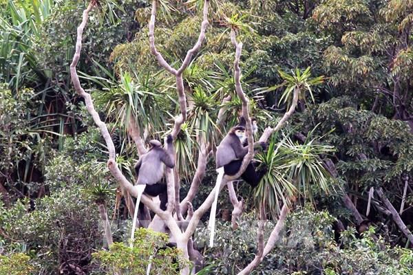 Vẻ đẹp hoang sơ của Khu dự trữ sinh quyển Núi Chúa