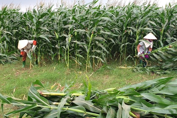 Giải pháp nào tăng hiệu quả chuỗi sản xuất ngô sinh khối vụ Đông?