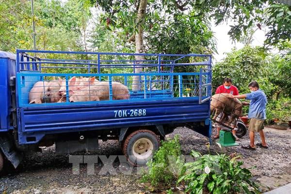 Giá lợn hơi hôm nay biến động trái chiều