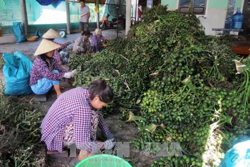 Giá cau non tăng, nông dân "đổ xô" trồng xen vườn dừa