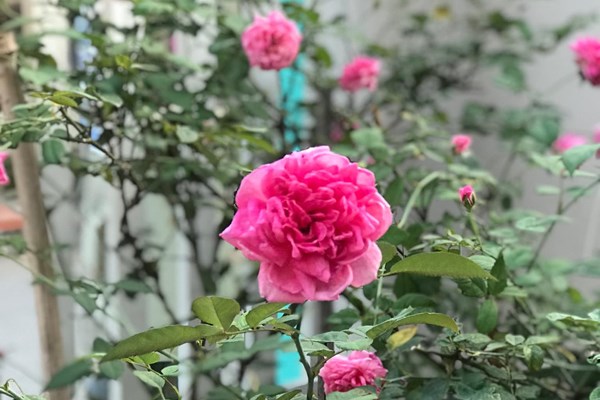 Bí quyết chăm sóc cây hoa hồng leo cho người mới bắt đầu