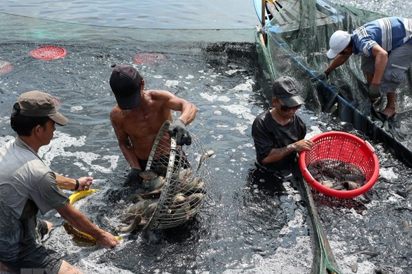 Chủ động thiết lập chuỗi cung ứng các sản phẩm nông nghiệp