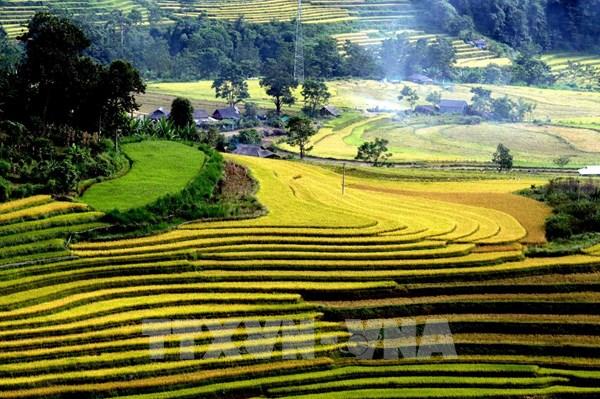 Mùa vàng trên cánh đồng lúa Tả Lèng