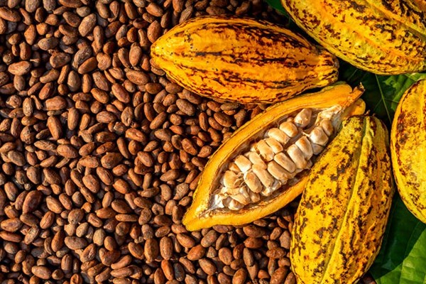 Giá nông sản hôm nay 20/9