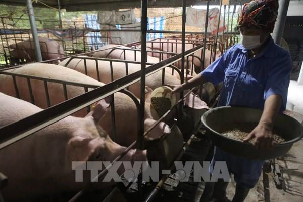 Hà Nội hỗ trợ nông dân tiếp tục tổ chức sản xuất