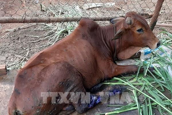 Nguy cơ dịch bệnh trên gia súc, gia cầm vào cuối năm rất cao​