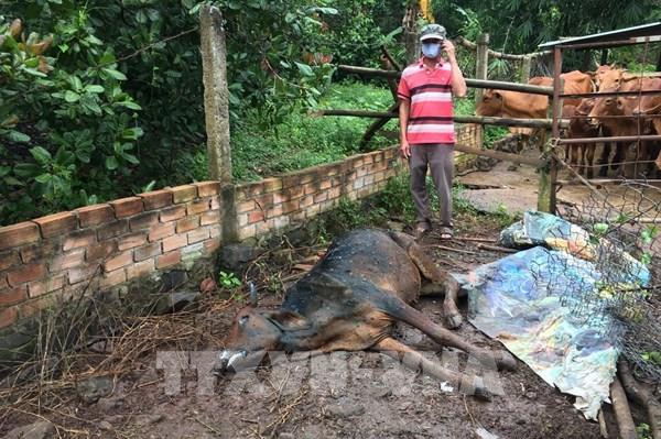 Khuyến cáo người nuôi tiêm phòng vaccine viêm da nổi cục trên gia súc