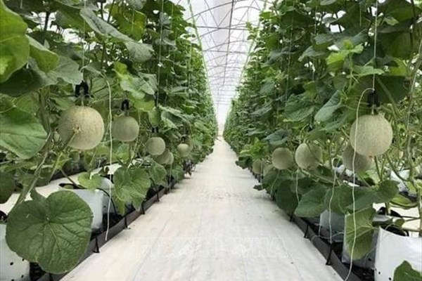 Hà Nội bổ sung gần 49 tỷ đồng cho 7 huyện sản xuất nông nghiệp công nghệ cao