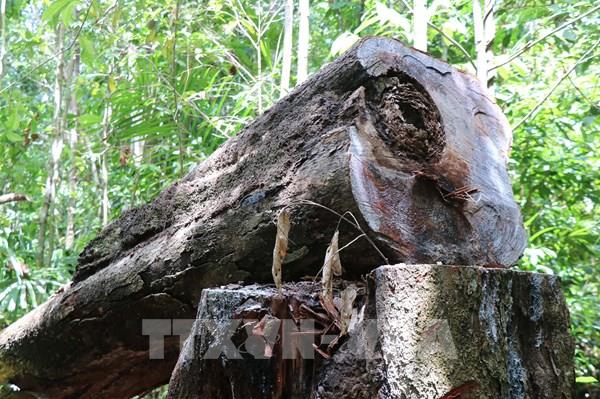 Quảng Ngãi chỉ đạo "nóng" về kiểm tra, xử lý vụ phá rừng phòng hộ Phổ Phong