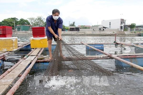 Cá lồng đặc sản tại Nghệ An khó tiêu thụ