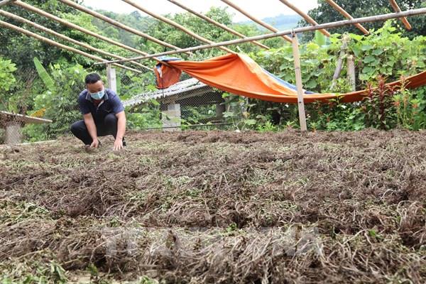 Kết nối tiêu thụ sản phẩm thạch đen tỉnh Lạng Sơn năm 2021