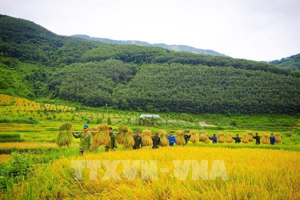 Mùa vàng ấm tình quân dân vùng ngoài lòng chảo Mường Thanh