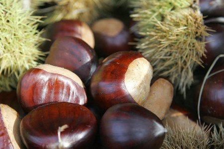 Cao Bằng mở rộng diện tích trồng cây dẻ Trùng Khánh