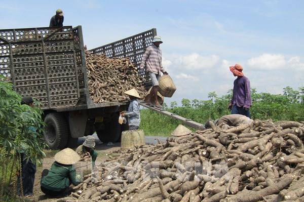 Tổng cục Thuế phản hồi kiến nghị của Hiệp hội Sắn về thuế giá trị gia tăng