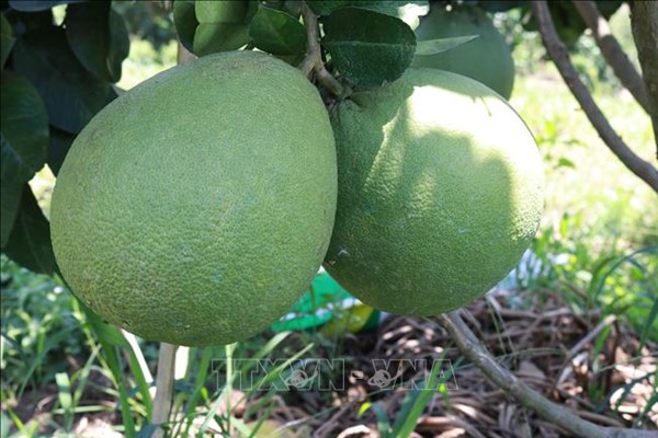 Phát triển thương hiệu bưởi da xanh Xuân Lai
