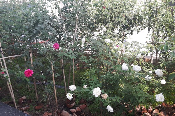 Kỹ thuật để hoa hồng ra nhiều nhánh mà không dùng thuốc kích thích