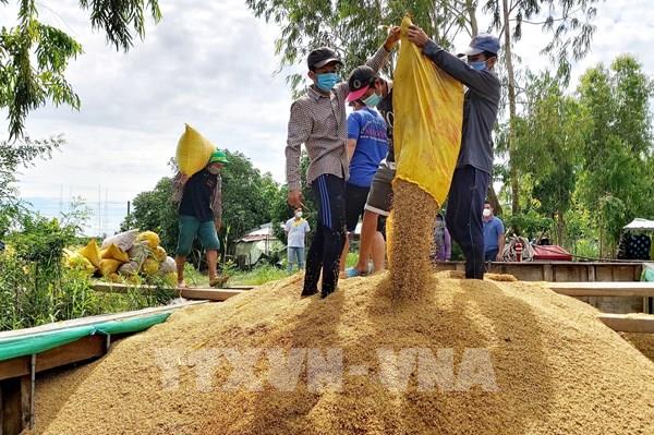 Thị trường nông sản tuần qua: Giá lúa duy trì ổn định