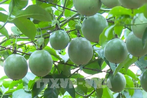 Tây Nguyên xác định cây ăn quả chủ lực, có lợi thế phát triển