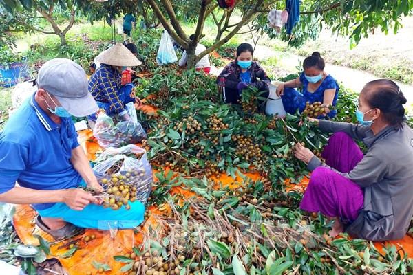 Kết nối cung cầu, hợp tác xã chung tay vượt "bão"